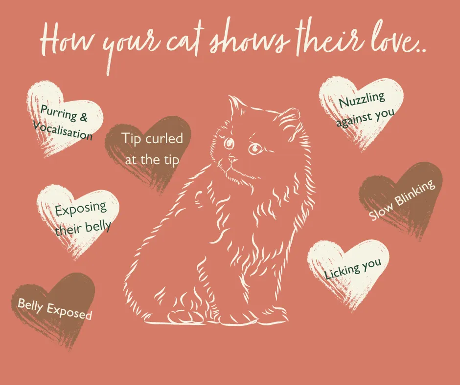 How Cats Show Their Love
