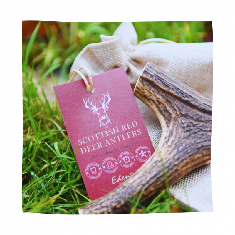 Scottish Red Deer Antler Medium Eden Holistic Pet Foods