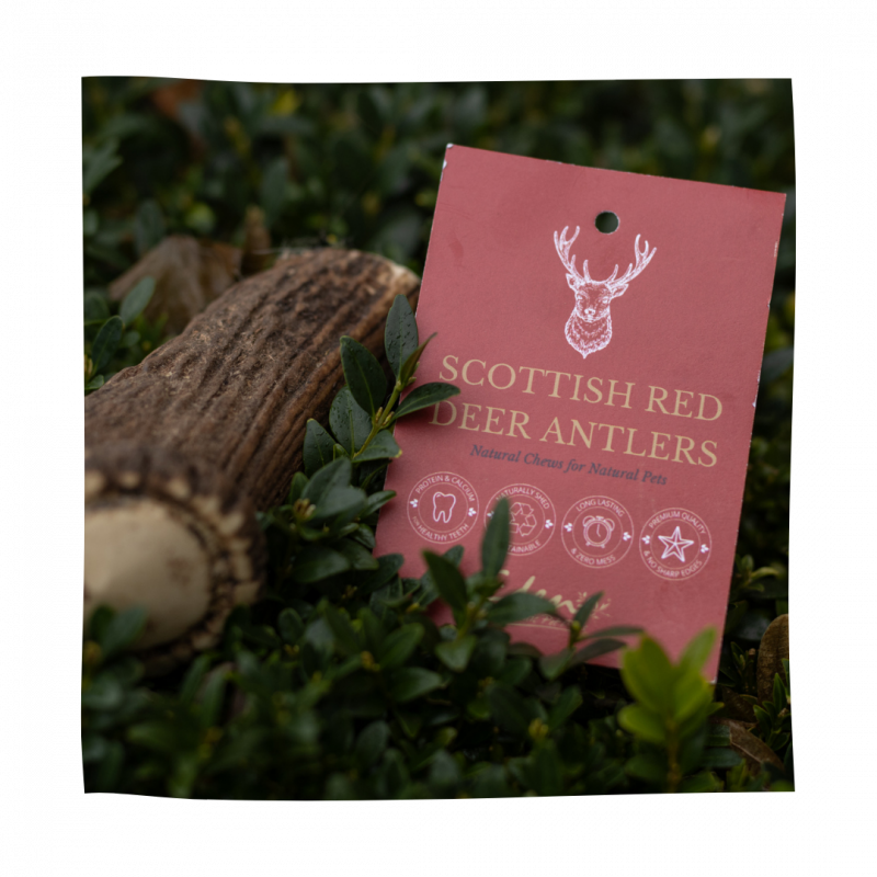 Scottish Red Deer Antler XLarge Eden Holistic Pet Foods